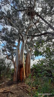 Eucalipto di parco Cosentini